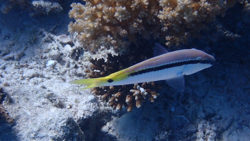 Red Sea Goatfish — seen at this dive site