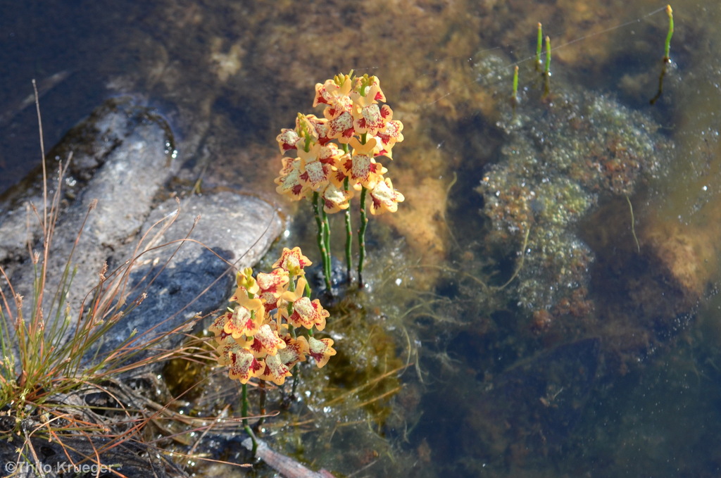 Utricularia fulva F.Muell.