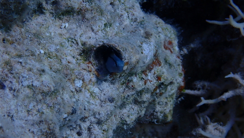 Red Sea Mimic Blenny — seen at this dive site