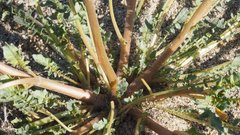 Chylismia claviformis aurantiaca
