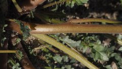 Chylismia claviformis aurantiaca