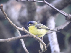 Todirostrum poliocephalum