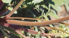 Chylismia claviformis aurantiaca