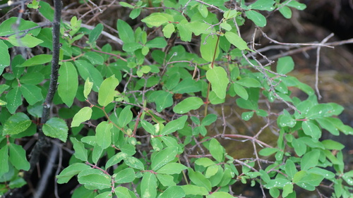 Lonicera caerulea