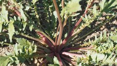 Chylismia claviformis aurantiaca