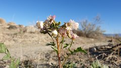 Chylismia claviformis aurantiaca