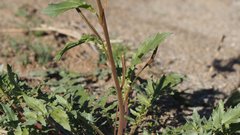 Chylismia claviformis aurantiaca