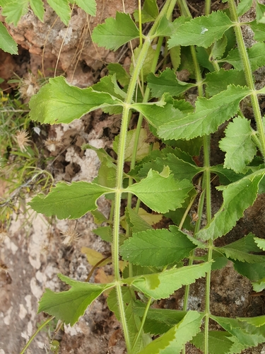 Yellow burnet saxifrage (Pimpinella lutea)