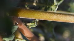 Chylismia claviformis aurantiaca