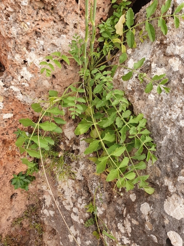 Image of Pimpinella lutea by (c) Mehdi Chetibi, some rights reserved (CC BY)