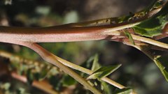 Chylismia claviformis aurantiaca