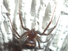 Steatoda