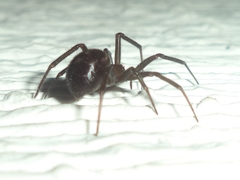 Steatoda