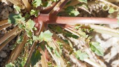 Chylismia claviformis aurantiaca