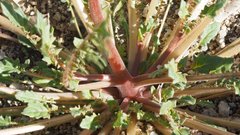 Chylismia claviformis aurantiaca