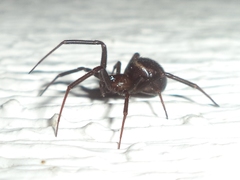 Steatoda