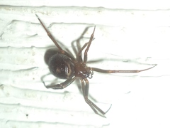 Steatoda