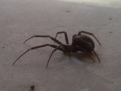 Steatoda