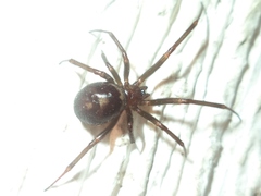 Steatoda