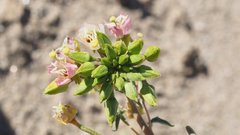 Chylismia claviformis aurantiaca