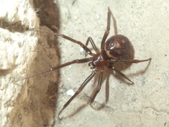 Steatoda