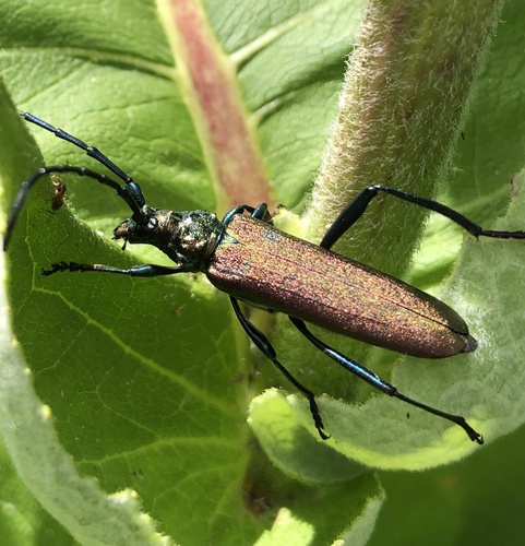 Musk beetle photo 3