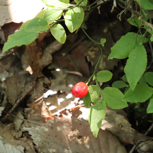 Vaccinium smallii iNat (3)
