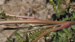 Chylismia claviformis aurantiaca