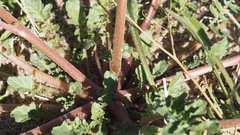 Chylismia claviformis aurantiaca