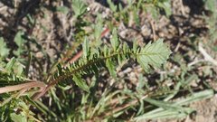 Chylismia claviformis aurantiaca