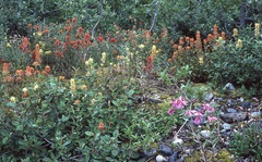 Castilleja chrymactis