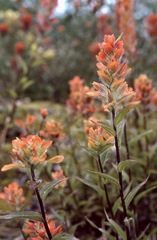 Castilleja chrymactis