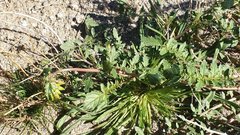 Chylismia claviformis aurantiaca