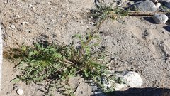 Chylismia claviformis aurantiaca