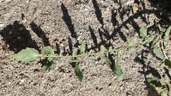 Chylismia claviformis aurantiaca