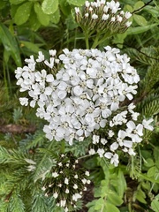 Achillea millefolium image