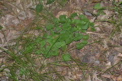 Viola labradorica