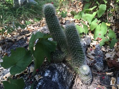 Mammillaria phitauiana