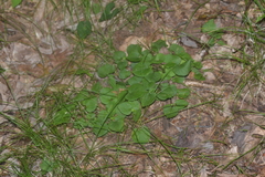 Viola labradorica