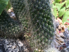 Mammillaria phitauiana