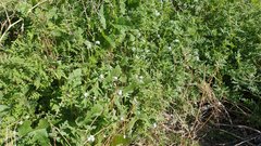 Cryptantha barbigera fergusoniae