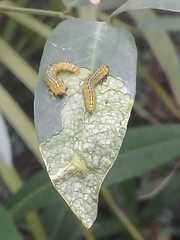 Adurgoa gonagra