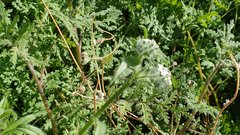 Cryptantha barbigera fergusoniae