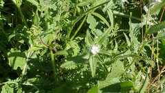 Cryptantha barbigera fergusoniae
