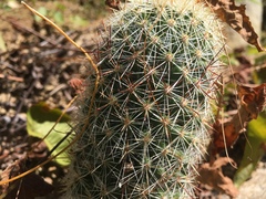 Mammillaria phitauiana