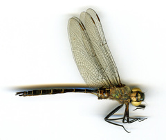 Somatochlora cingulata