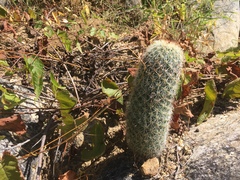 Mammillaria phitauiana