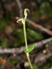 Townsonia deflexa