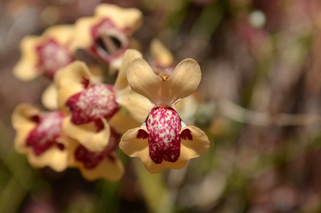 Utricularia fulva F.Muell. 3