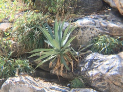 Agave aurea